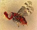 Metaphycus matteolus - Metaphycus matteolus