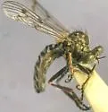 Metapogon amargosae