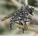 Metapogon carinatus