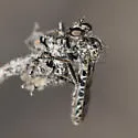 Metapogon carinatus - photo 4