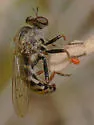 Metapogon punctipennis