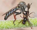 Metapogon punctipennis - photo 2