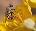 Metapogon punctipennis - photo 3