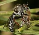 Metapogon punctipennis - photo 4