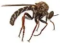 Metapogon punctipennis - photo 5