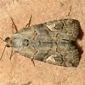 Metaponpneumata rogenhoferi - Hodges#9074 - Metaponpneumata rogenhoferi