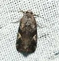 Metaponpneumata rogenhoferi - Hodges#9074 - photo 2