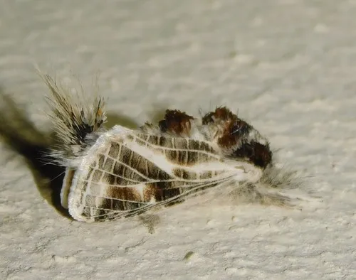 Old World Goat Moths - Metarbelidae