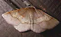 Metarranthis amyrisaria - Hodges#6824