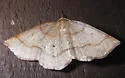 Metarranthis amyrisaria - Hodges#6824 - photo 2