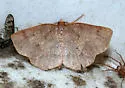 Metarranthis amyrisaria - Hodges#6824 - photo 3