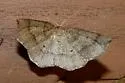Metarranthis amyrisaria - Hodges#6824 - photo 4