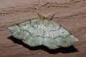 Metarranthis amyrisaria - Hodges#6824 - photo 5