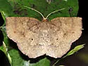 Angled Metarranthis Moth - Hodges#6823 - photo 2