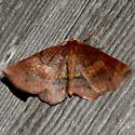 Angled Metarranthis Moth - Hodges#6823 - photo 3