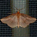 Angled Metarranthis Moth - Hodges#6823 - photo 4
