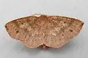 Angled Metarranthis Moth - Hodges#6823 - photo 5