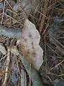 Ruddy Metarranthis - Hodges#6822