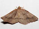 Ruddy Metarranthis - Hodges#6822 - photo 3