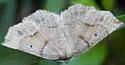 Ruddy Metarranthis - Hodges#6822 - photo 4
