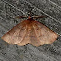 Ruddy Metarranthis - Hodges#6822 - photo 5