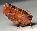 Purplish Metarranthis - Hodges#6828