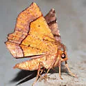 Purplish Metarranthis - Hodges#6828 - photo 2