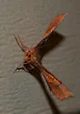 Purplish Metarranthis - Hodges#6828 - photo 3