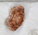 Purplish Metarranthis - Hodges#6828 - photo 4