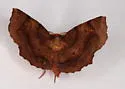 Purplish Metarranthis - Hodges#6828 - photo 5