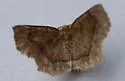 Common Metarranthis - Hodges#6826