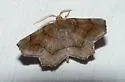 Common Metarranthis - Hodges#6826 - photo 2