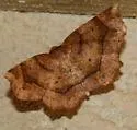 Common Metarranthis - Hodges#6826 - photo 3