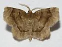 Common Metarranthis - Hodges#6826 - photo 4