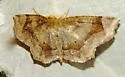 Common Metarranthis - Hodges#6826 - photo 5