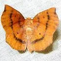 Metarranthis lateritiaria - Hodges#6829