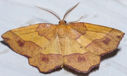 Metarranthis mollicularia - Hodges#6833