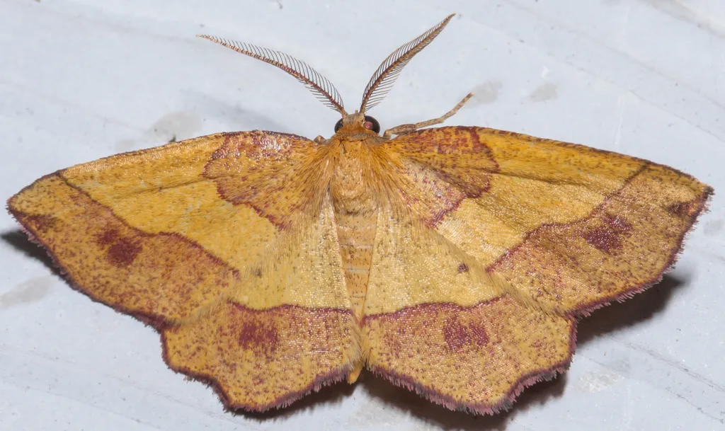 Metarranthis mollicularia - Hodges#6833 - photo 2