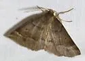 Warner's Metarranthis - Hodges#6821 - photo 2