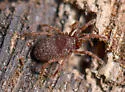 Metasiro sassafrasensis
