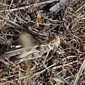 Metator nevadensis