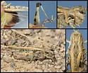 Metator nevadensis - photo 3