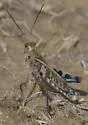 Blue-legged Grasshopper