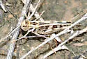 Blue-legged Grasshopper - photo 2