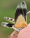 Blue-legged Grasshopper - photo 3