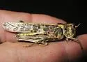 Blue-legged Grasshopper - photo 4
