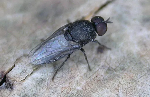 Metatrichia dhimurru