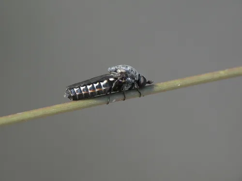 Metatrichia stevensoni
