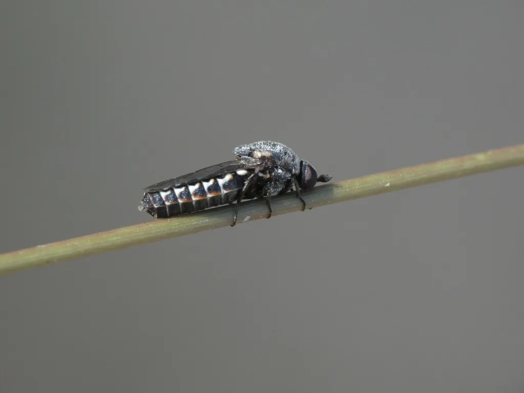 Metatrichia stevensoni - photo 2