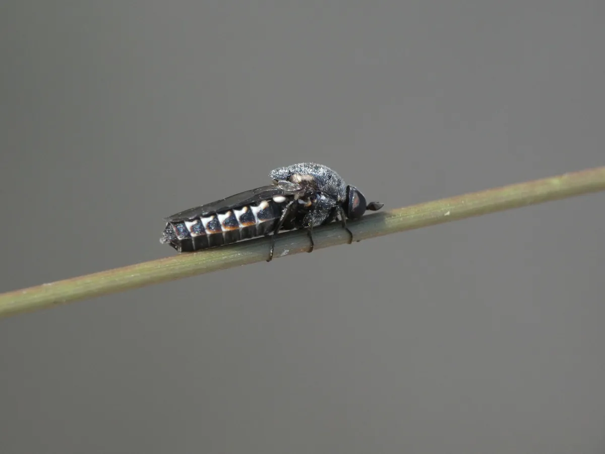 Metatrichia stevensoni - photo 3